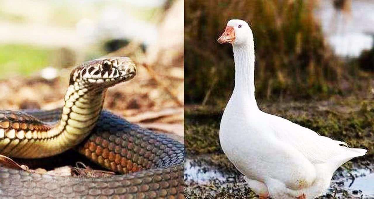 为什么动物都怕鹅?有鹅的地方没有蛇?大鹅的真实面貌究竟如何?