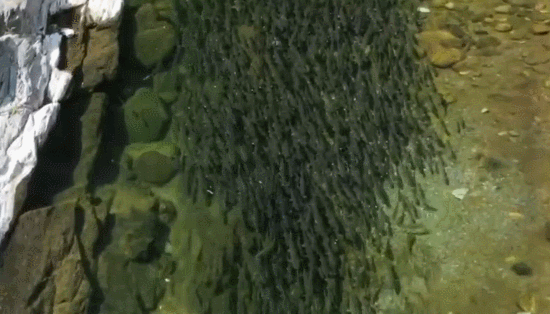 超5万斤!秦岭深处出现罕见细鳞鲑大鱼群,数量多到水被“染黑”