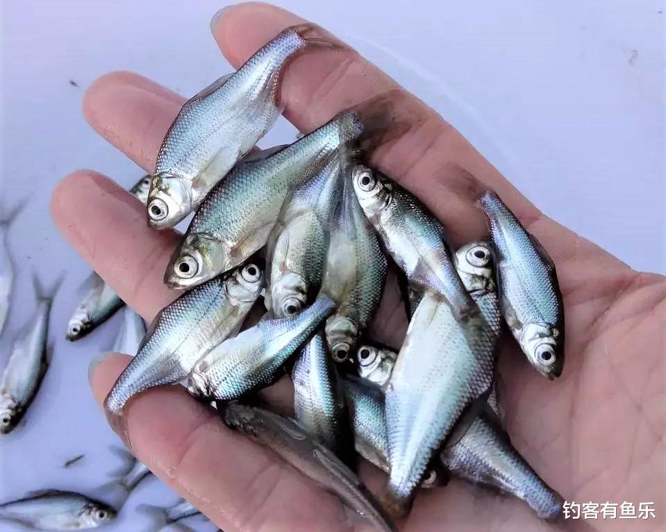饵料|春季钓鲫鱼有技巧,饵料、钓组这样搭配,不会钓鱼的人也连竿