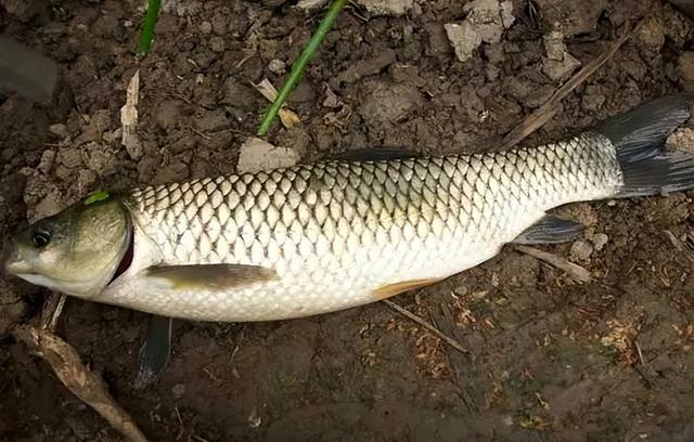 |钓鱼:饵料和装备只是基础,想钓到鱼就要学会“找鱼”