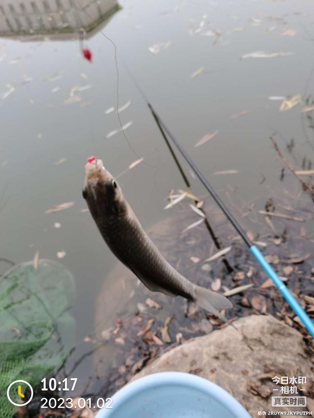 饵料|2023年第一钓,酣畅淋漓!