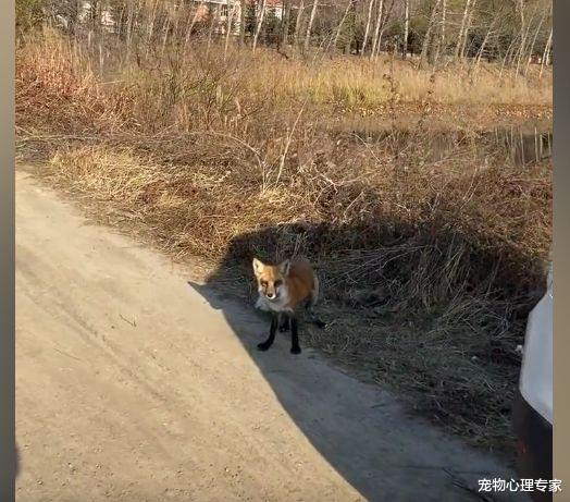 狐狸|小伙钓鱼碰上小狐狸，连续5天都来讨食：整得跟上班一样准时