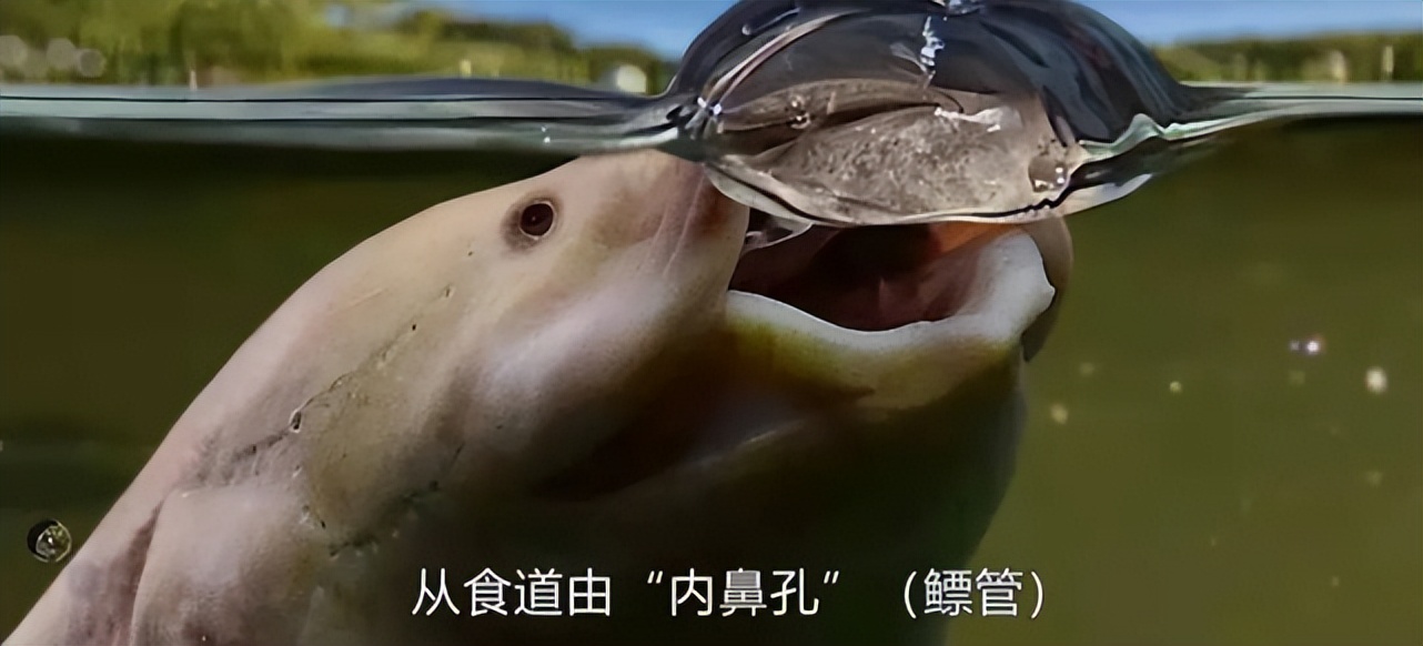 逆天的肺鱼,离开水面竟然还能活3年?