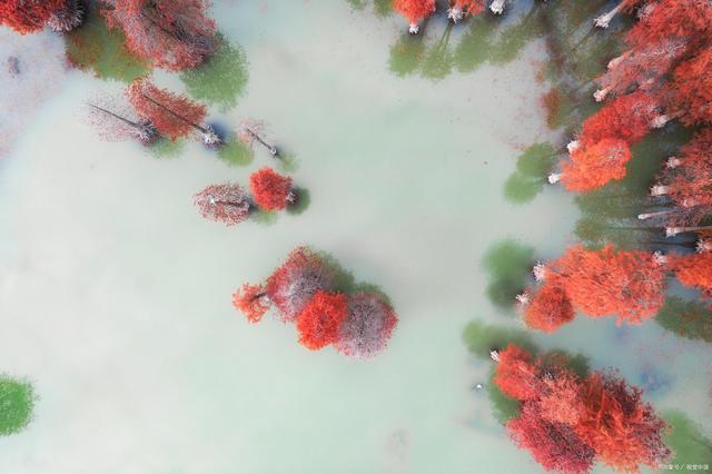被列为中国第一批国家一级保护珍稀物种。它被称为中国的国宝,植物界的熊猫,是古代植物的活化石