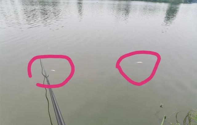 |上游放鱼下游钓,大妈急眼爆粗口,到底是谁没素质?