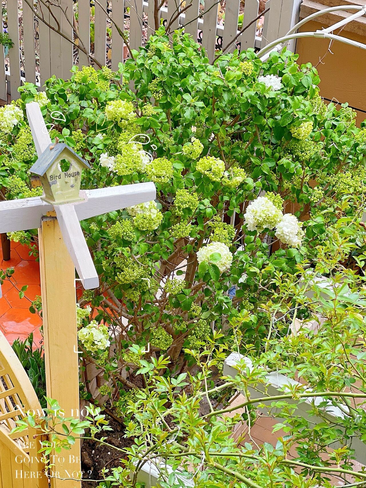 为了这个60㎡院子,买了一楼的房子,打造自己的秘密花园,太美啦