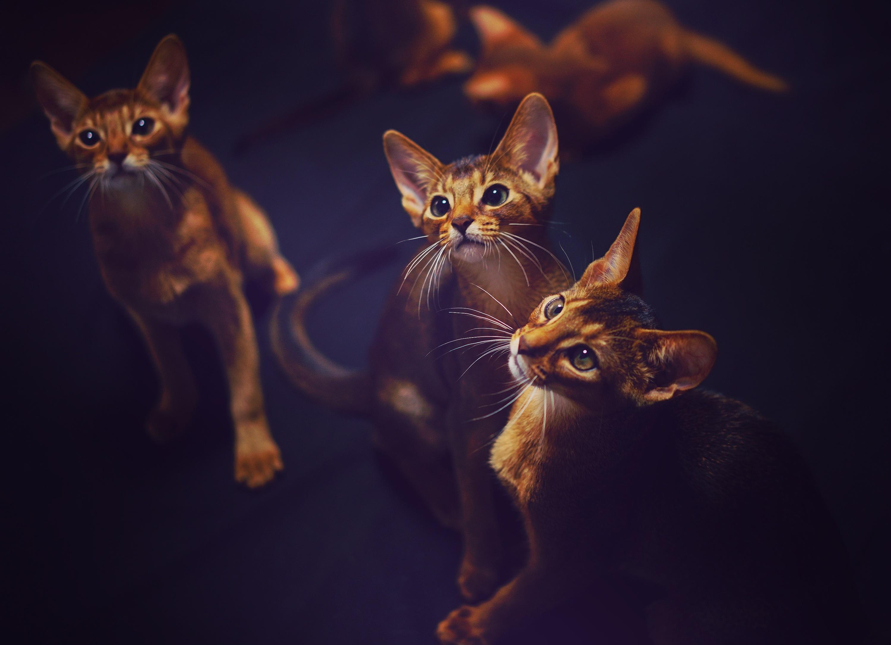 阿比西尼亚猫|阿比西尼亚猫