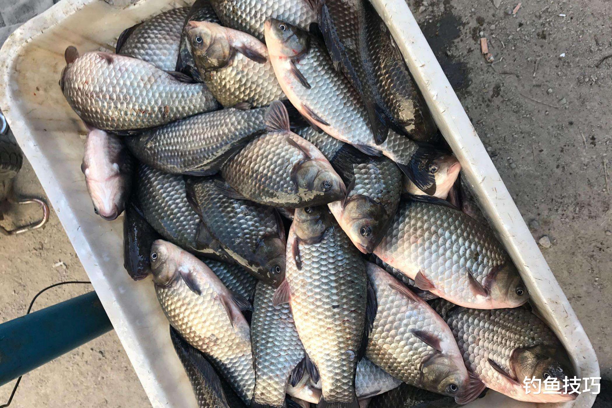 |深秋水凉如何钓鱼?如何增强鱼的活力?深秋钓鱼的4个诀窍