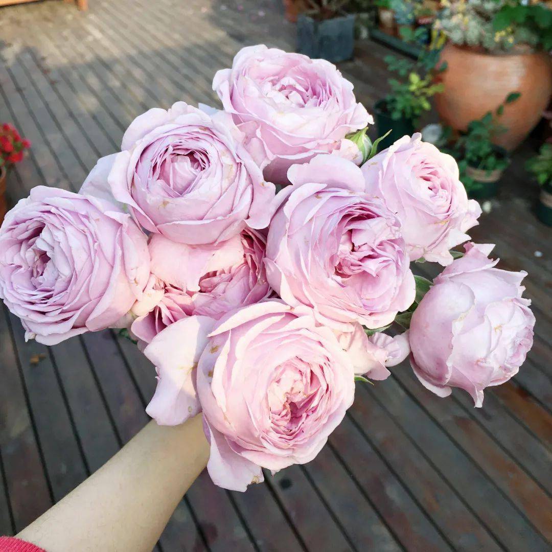 买了栋，复式双露台房，历时4年改造成露台花园，太好看了