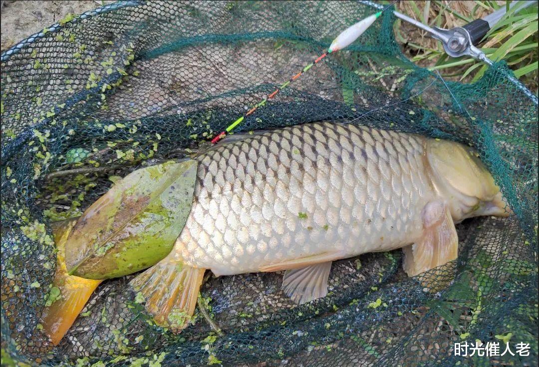科大讯飞|听我一句劝,这3类人真不适合钓大鱼,损失窝料还浪费了时间