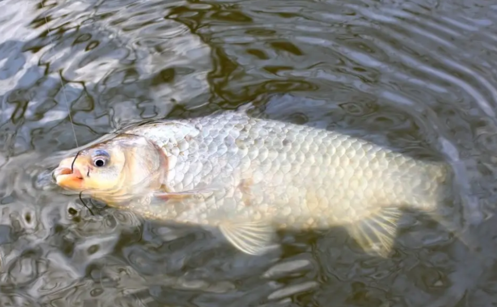 入伏|临近伏天,板鲫“失踪”了?掌握3个细节,你也是狙“鲫”手