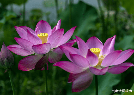 星座女|未来一个月，鸿运当头，4属相运势节节高升，生活风生水起