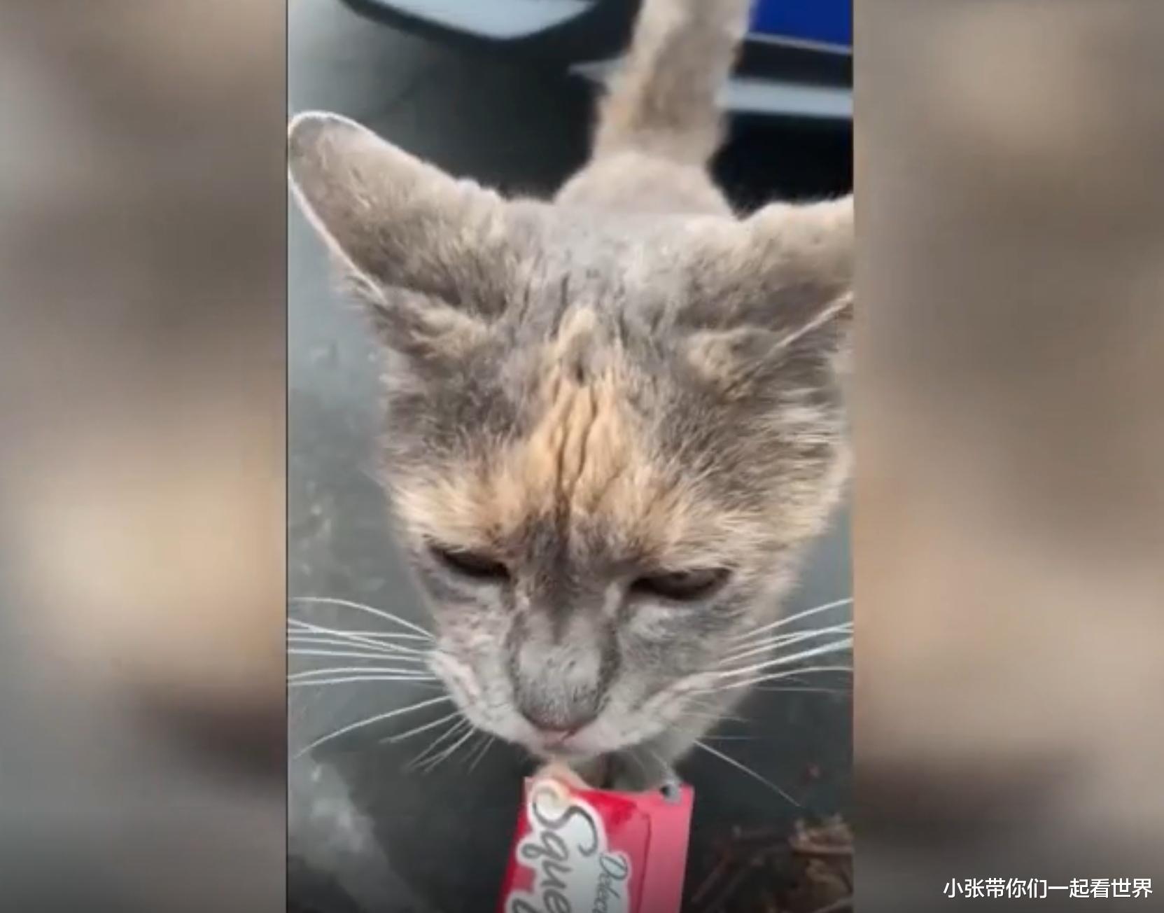 惨无人道,两名男子开枪射击流浪猫,残忍杀害