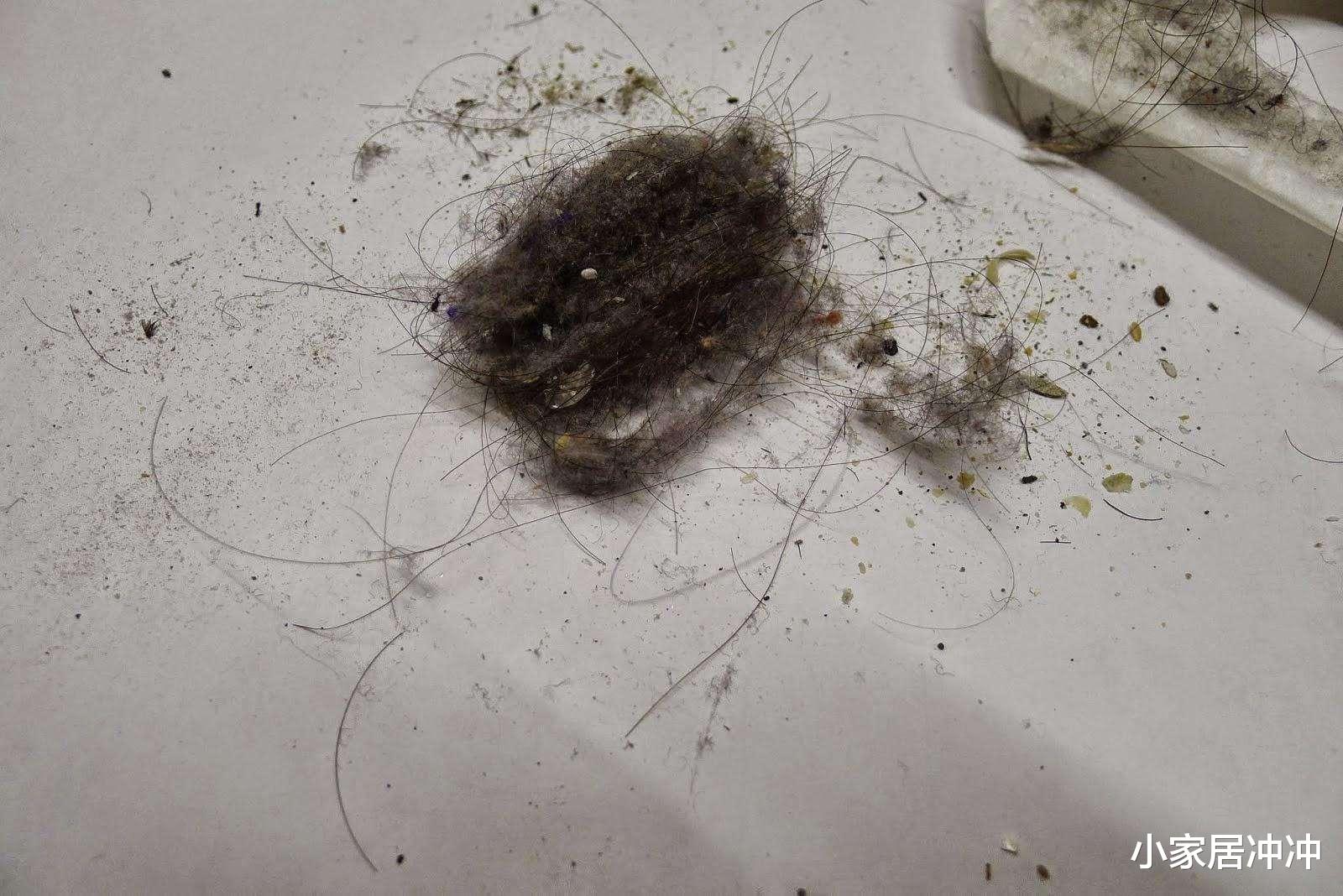 为什么家里总有很多“毛絮”?教你几招,毛絮自动消失,建议收藏