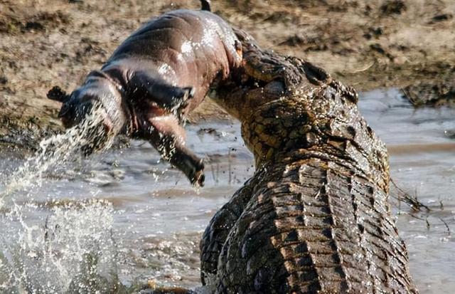 亚马逊秃尾鳄鱼事件，真正的元凶是巨獭，河中群狼果然不是吃素的