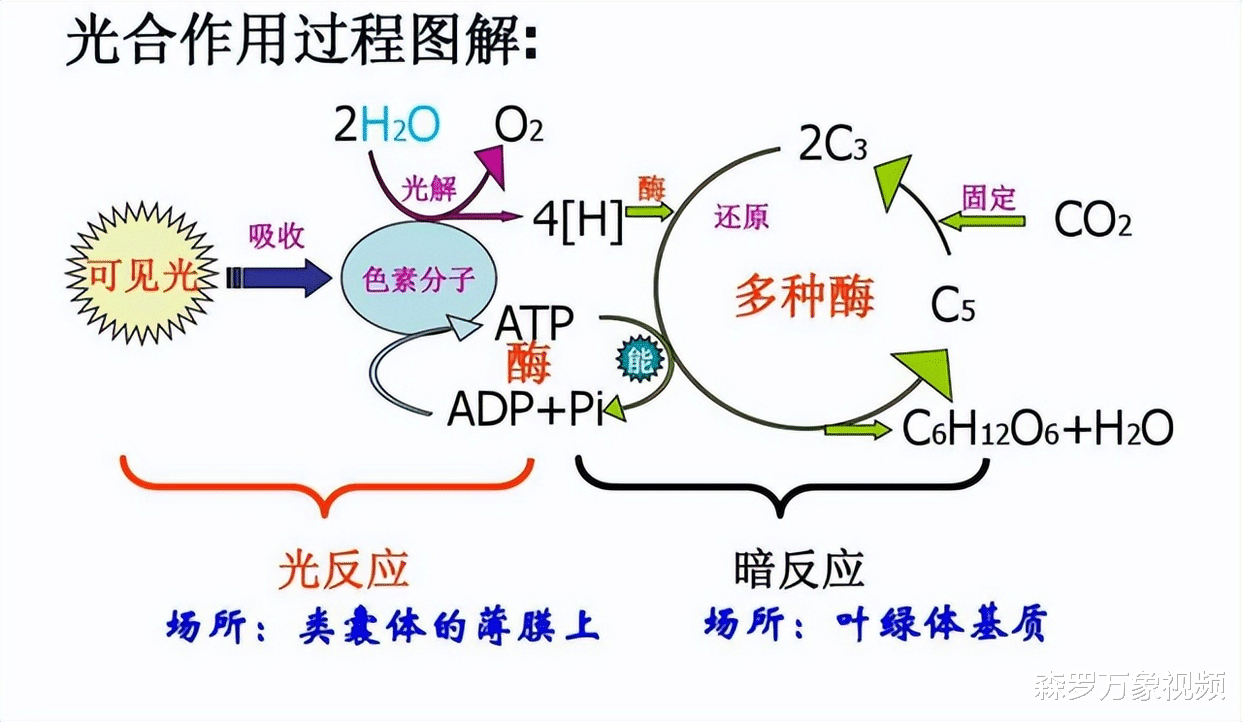 杨培东的伟大成就:研究人工光合作用,让二氧化碳变成汽油、药品