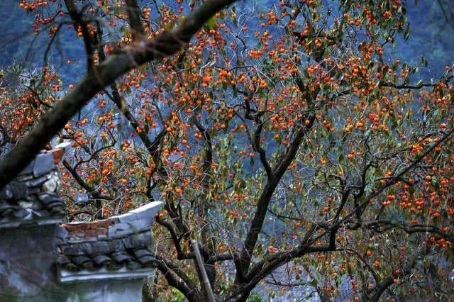 古镇|旅行 | 值得一去的7个古镇，秋天风景宜人，美如画卷！你最喜欢哪一个？