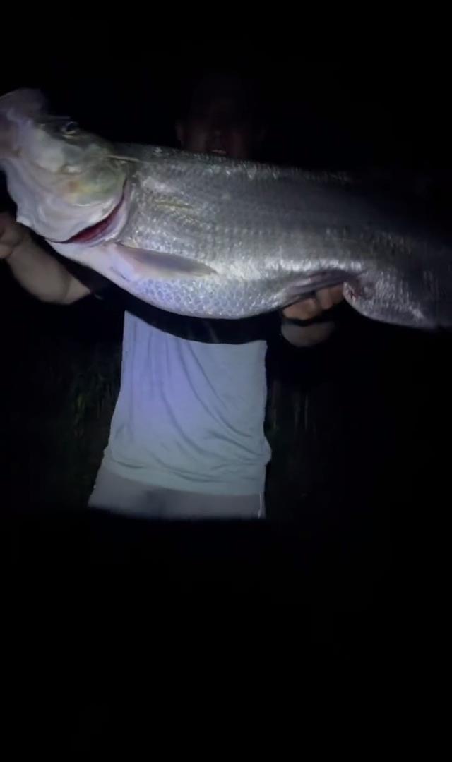 饵料|快过来……海南钓鱼人发现受伤翘嘴鱼,竟直接将鱼“喊”上岸