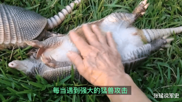 外壳能挡子弹的犰狳,被人类吃得差点灭绝,为啥现在却谈之色变?