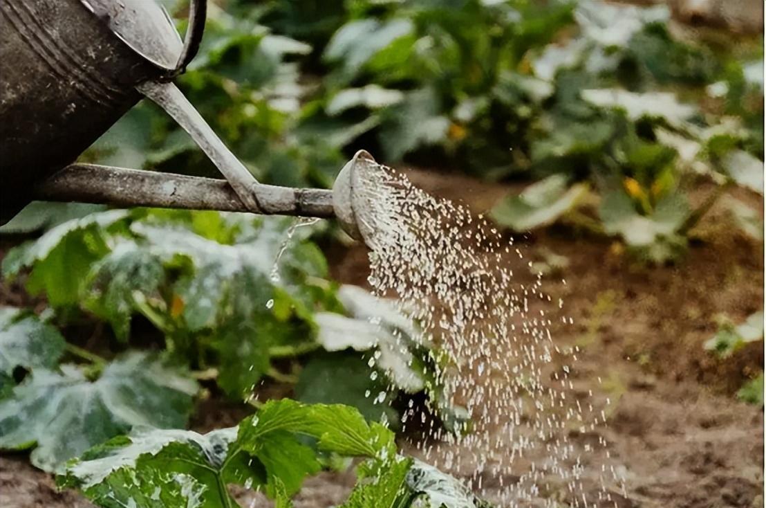 中国人在月球“种菜”或成现实?院士:可提供至少70%食物