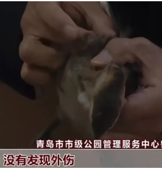 山东青岛,一男子在小区里发现一只“小野鸭”,出于好奇便带回了家