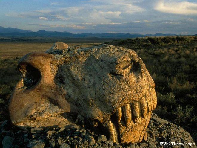 日本学者预测:500年后,地球将迎来第六次生物大灭绝