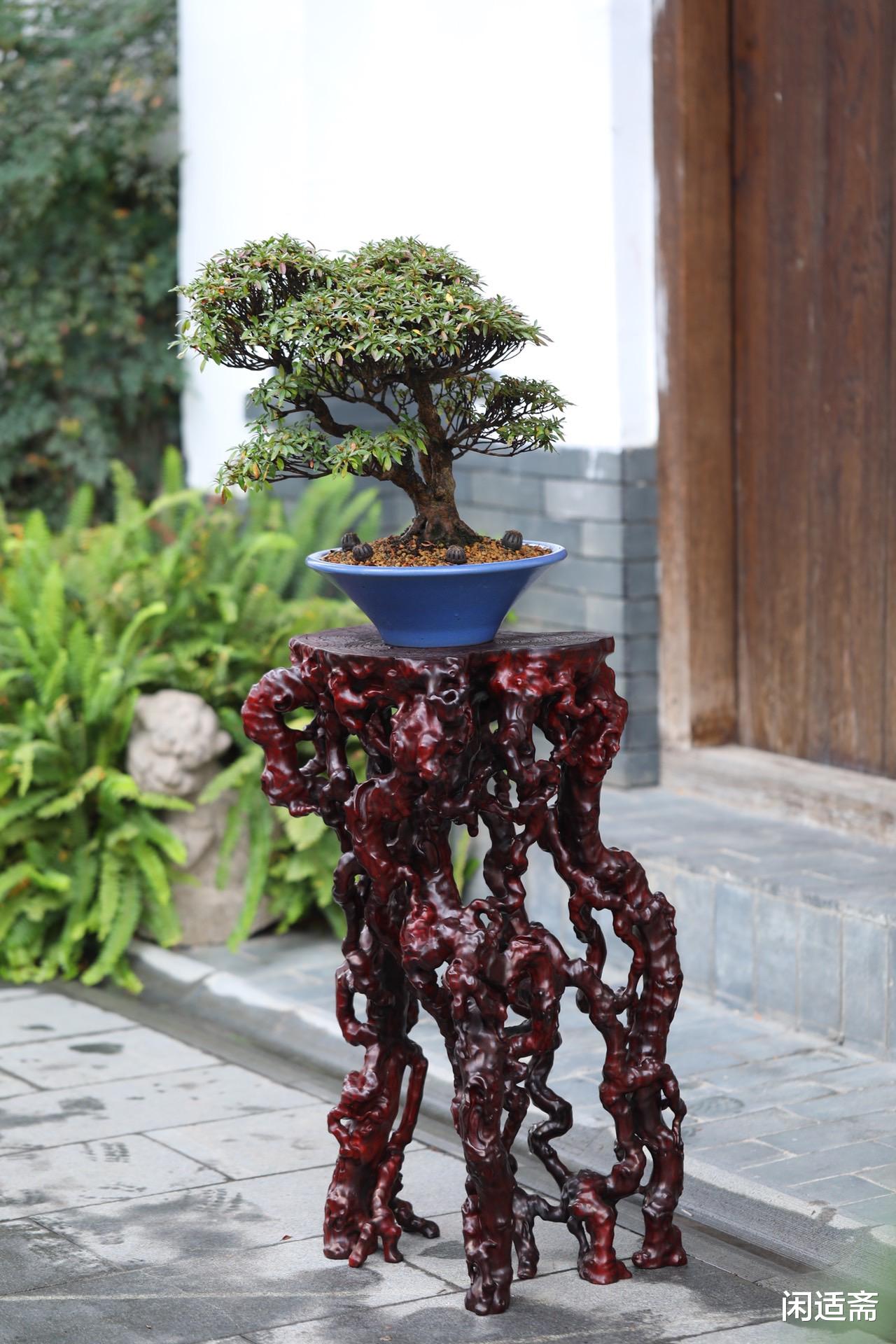 文房|文房雅室清供摆件，小叶紫檀随形大根几