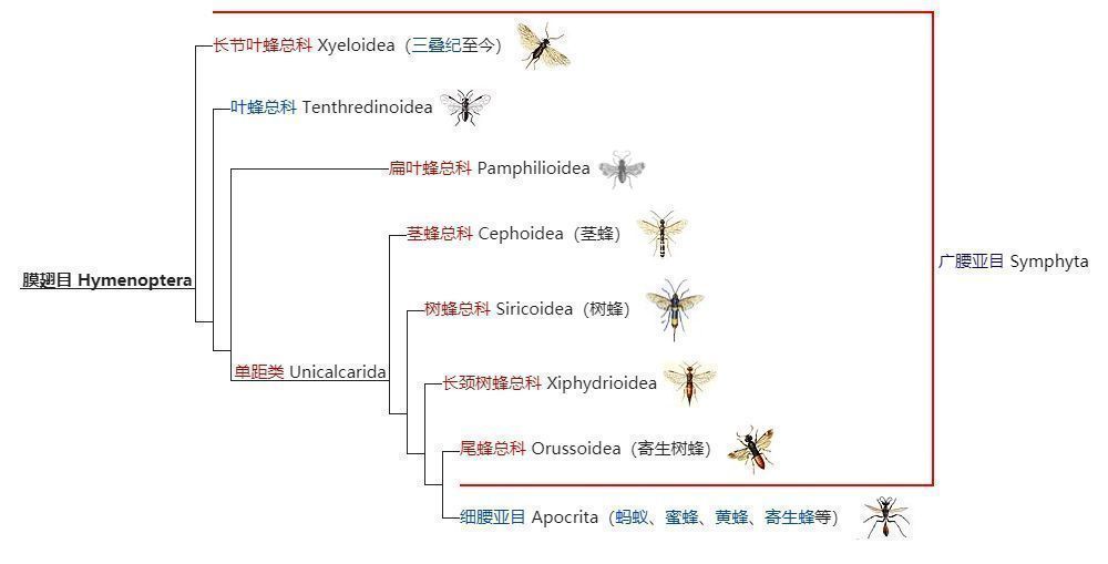 你知道吗？相比蚂蚁，白蚁其实和蟑螂的关系更近些