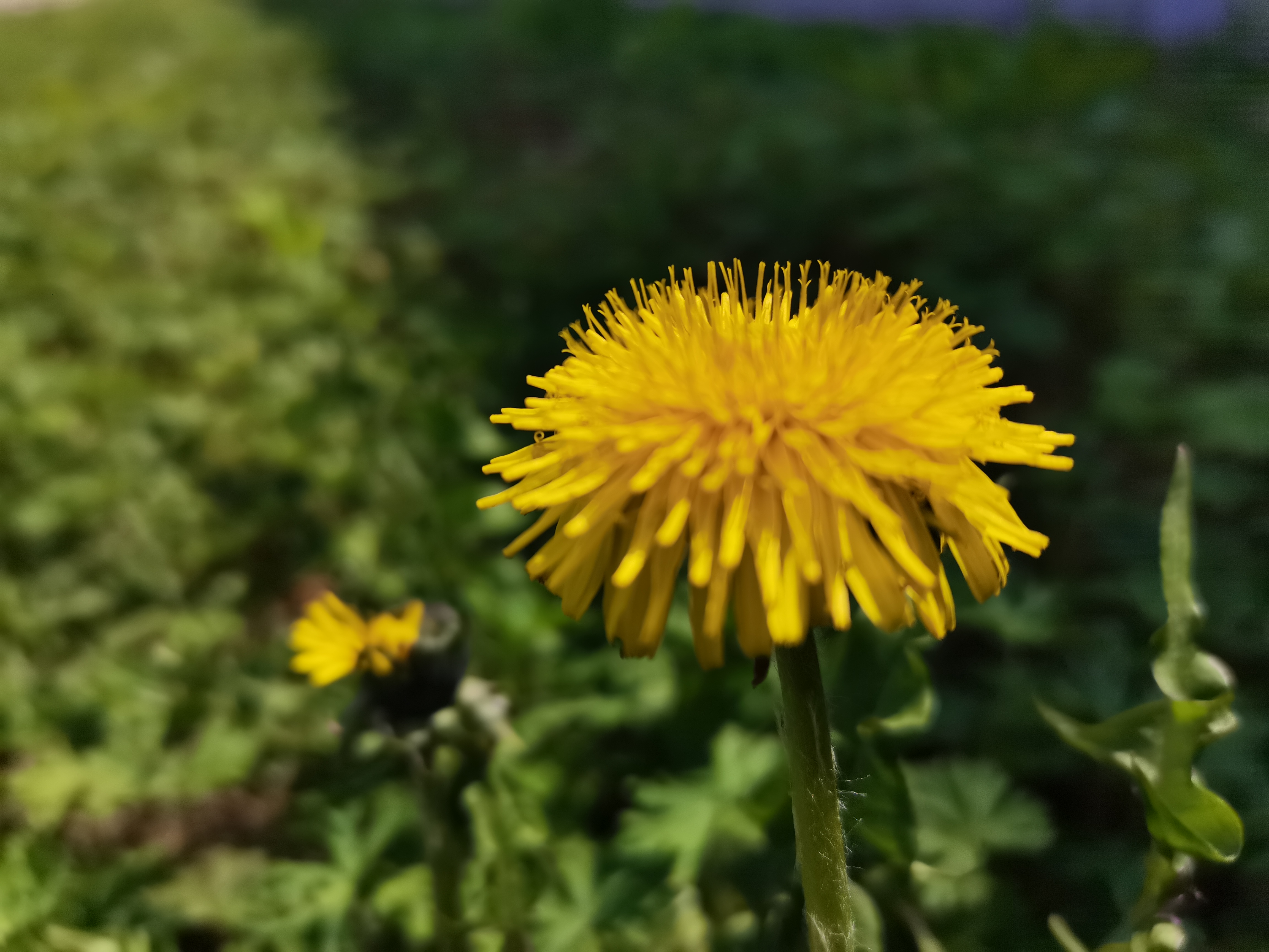 如何拍好春日的野花蒲公英