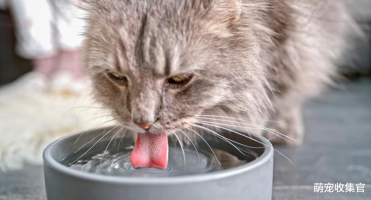 在寒冷的冬季，注意这七件事，让猫咪度过一个温暖的冬天