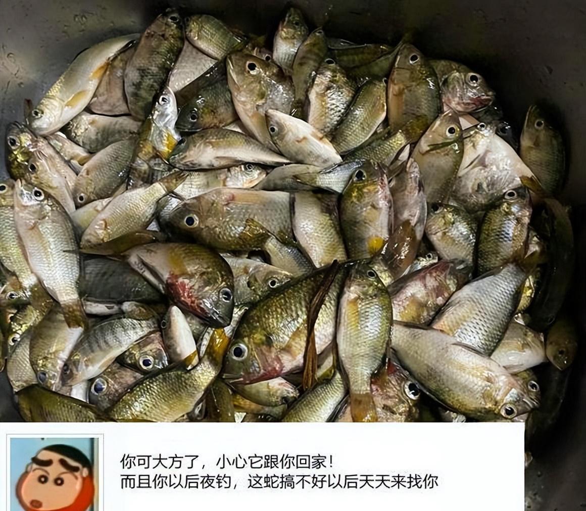 想把蛇撑死?男子夜钓遇蛇,连续投鱼喂它,网友:小心它跟你回家