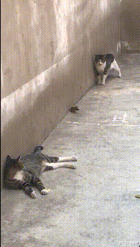 |在租的房子里打扫卫生的时候发现的,要不要告诉房东?