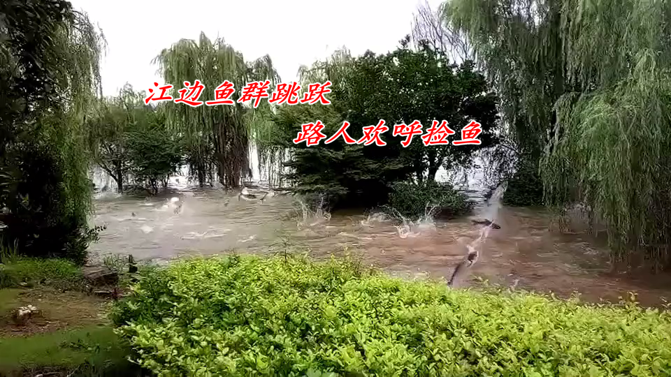 长江|事出反常，长江水位上涨，湖南湘江鱼群跳跃，岸上路人随手捡鱼