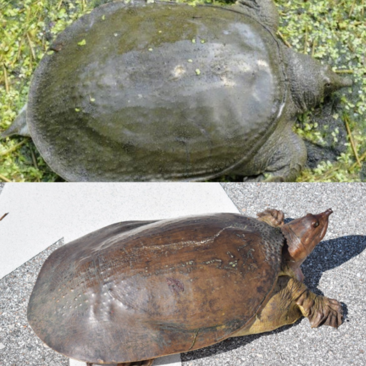 华山|佛罗里达鳖在中国多省出现,黄河或已“失守”?会泛滥成灾吗?