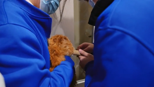 多处骨折，宠物医生都建议安乐的流浪猫，历经痛苦后终于迎来希望