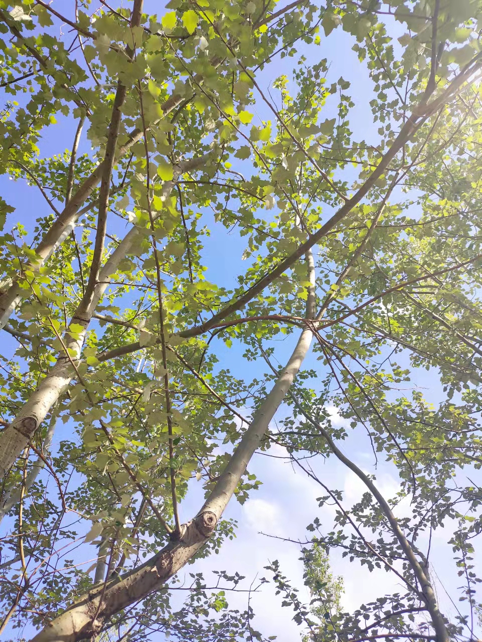 心肌梗塞|高脂血症的中医处方