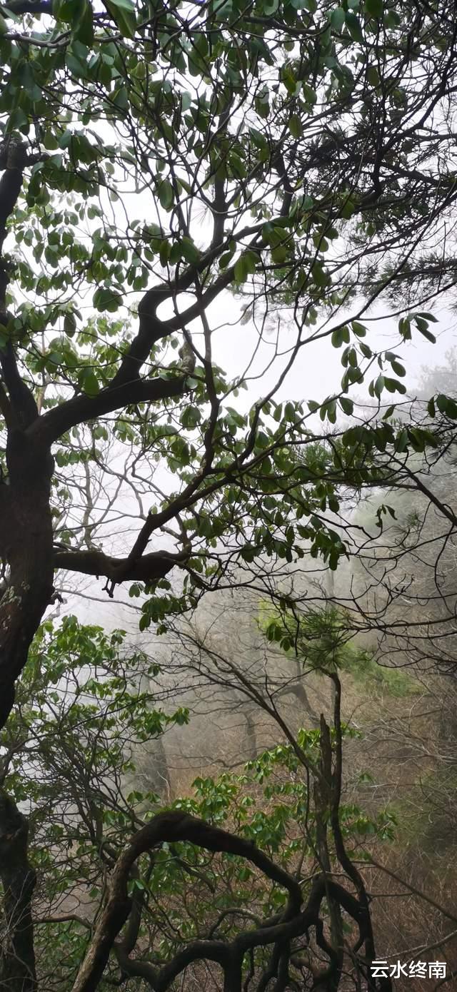 松鼠|为了看云海，爬了个寂寞的山，一路上看到的松鼠比人多