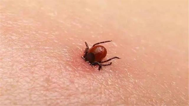 能致命的寄生虫,吸血、传播疾病样样精通,就问你怕不怕?