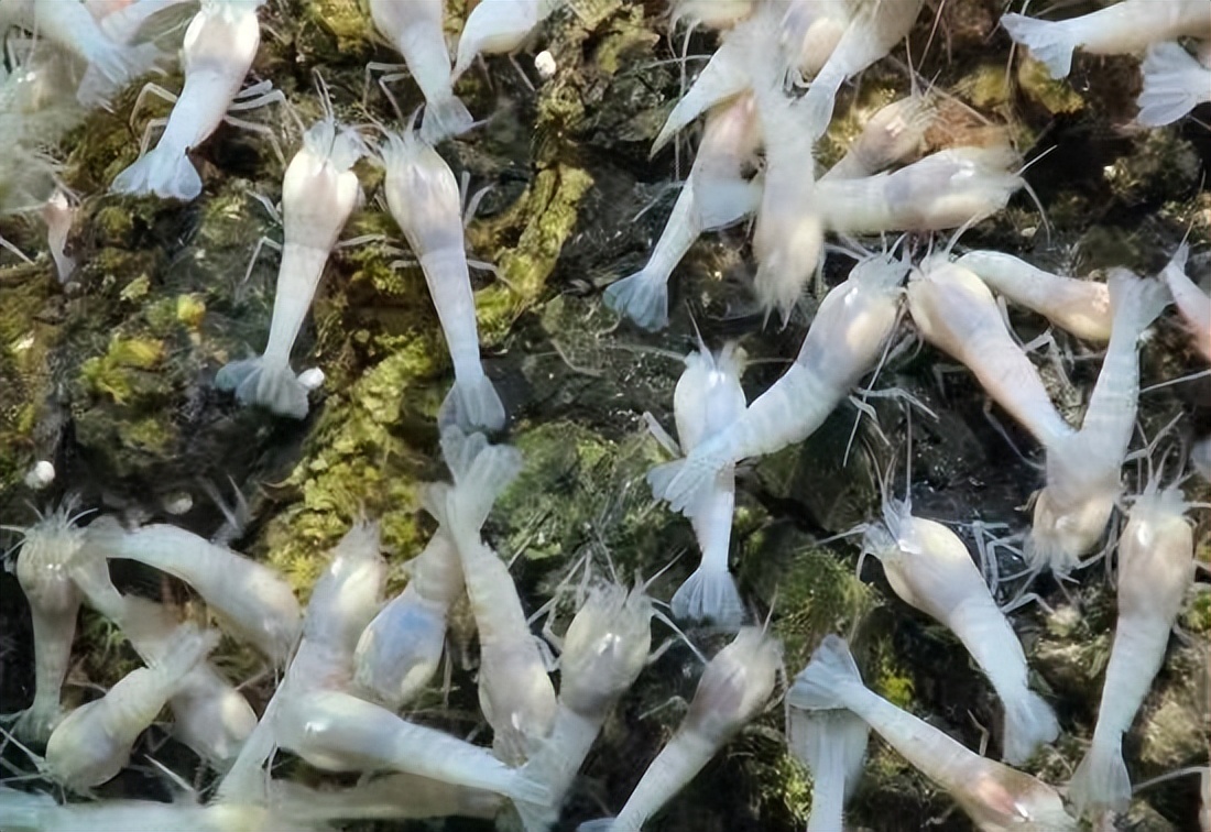 什么是世界上最耐热的生物?150℃都热不死,洗澡水堪比“岩浆”