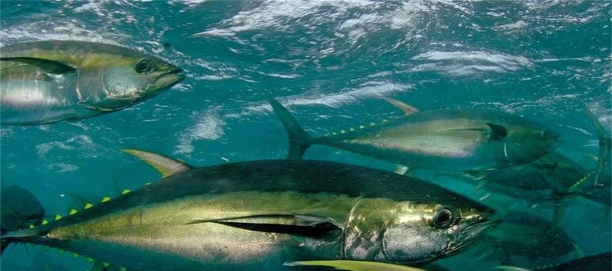 饵料|一条鱼400斤！中国人在加拿大海钓，中大鱼后和国内钓友反应一样