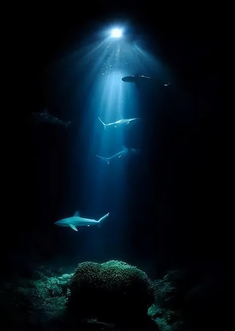 深海中有一种恐怖生物,能生吃大白鲨和虎鲸,美国潜艇也深受其害
