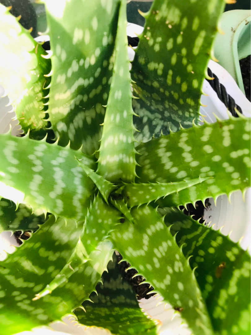 睡眠总不好,试着卧室放盆花,还能净化空气