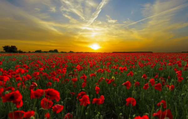 电子商务|电商客服外包解说