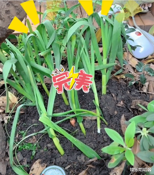 柯以柔|杜若溪豪宅堪称世外桃源，老公胡子拉碴认不出，网友：不愧是明星