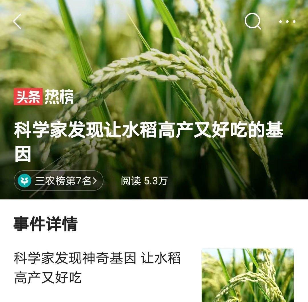 发现高产又好吃的水稻基因,基因工程能为粮食安全注入新动力吗?