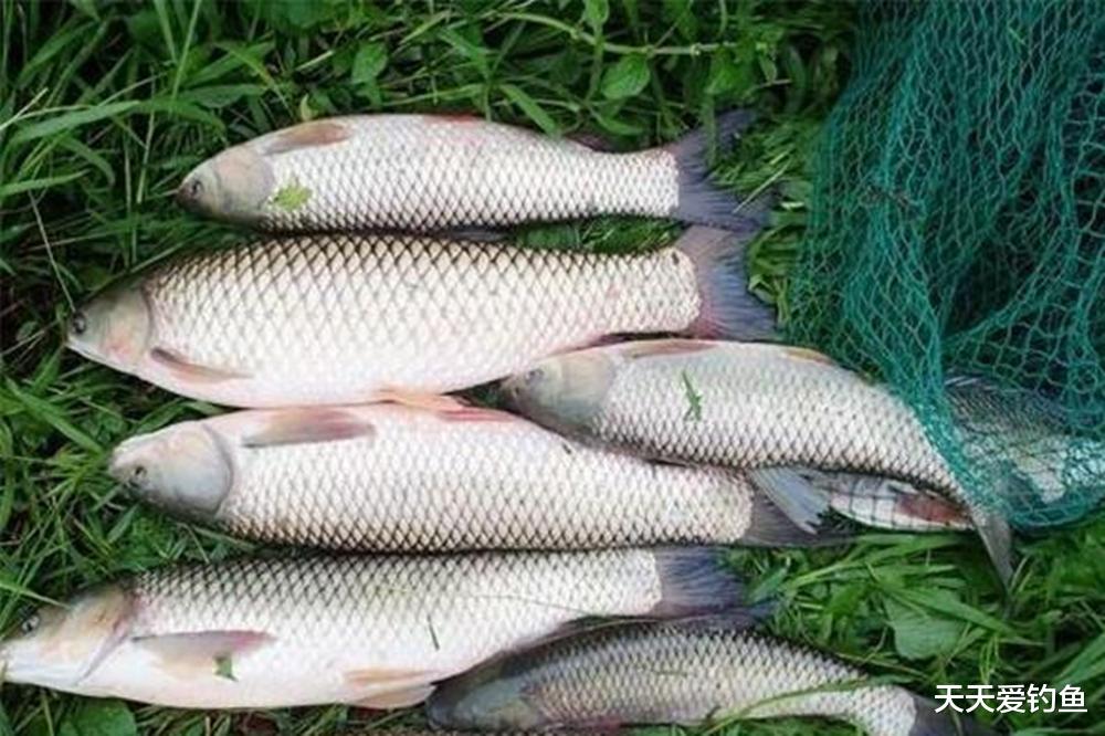 |立秋过后野钓,注意4个变化规律,套路应对得当,大鱼一钓一个准