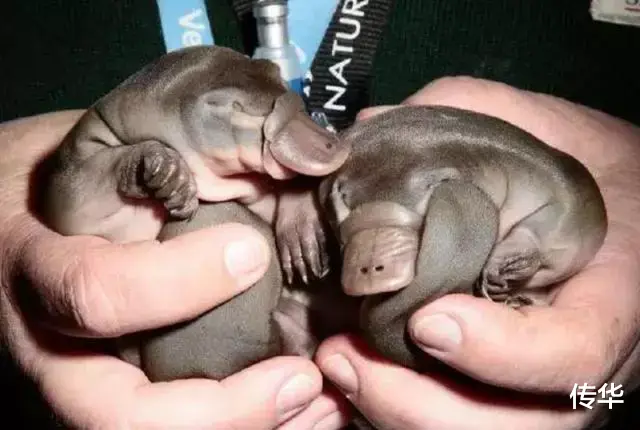 鸭嘴兽为什么会是世界上最古怪的生物?因为它全身都充满了不合理