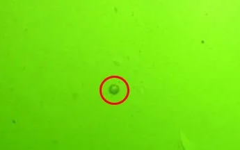 |和田玉——打灯无结构