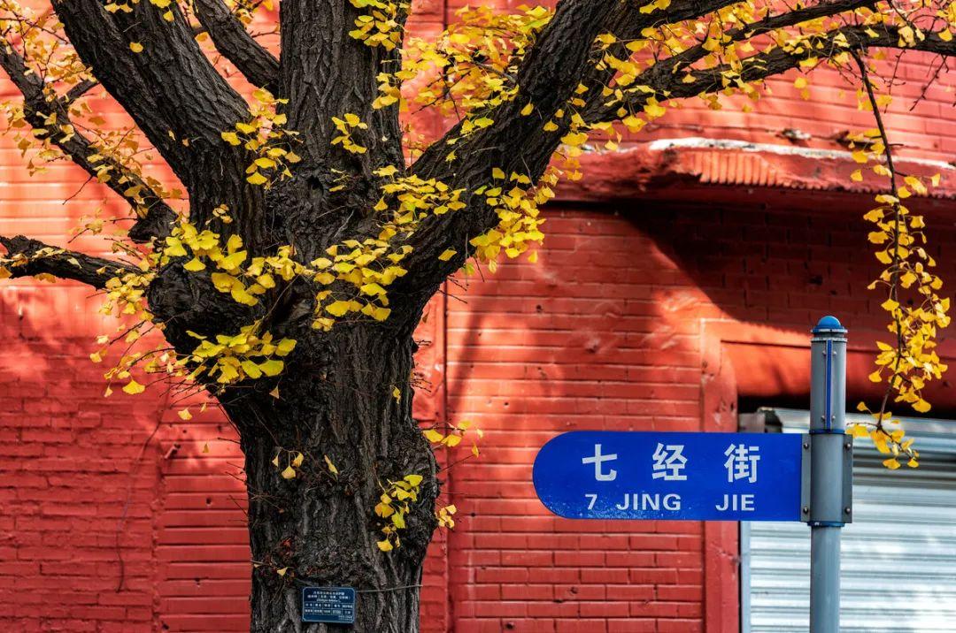 长白山|一个夏天都没出门?不如做一回“第一个看秋色的人”,可好?