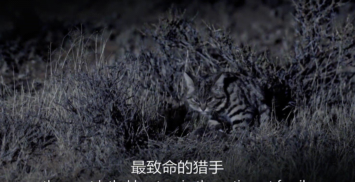 猫科捕猎效率最高的“杀戮机器”:黑足猫,被全世界禁养!